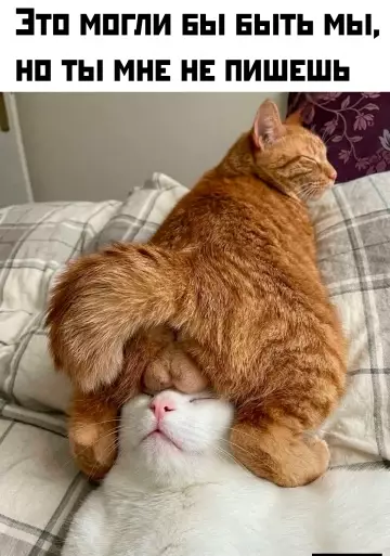 Когда коты перешли все границы 🐈‍⬛😂 - ЭТО МОГЛИ БЫТЬ МЫ, НО ТЫ МНЕ НЕ ПИШЕШЬ