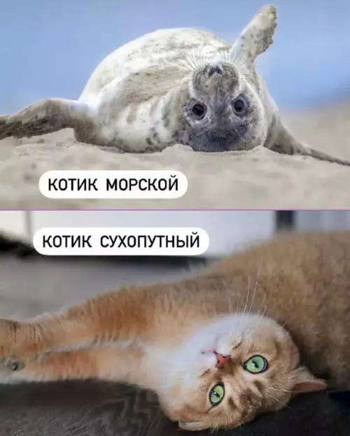 Смешная картинка №699797