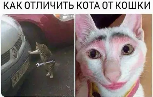 Смешная картинка №670194