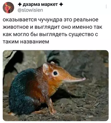 Смешная картинка №752259 Чучундра Животные
