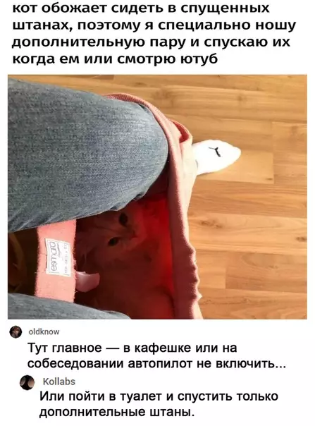 Смешная картинка №516188 Без кота и жизнь не та