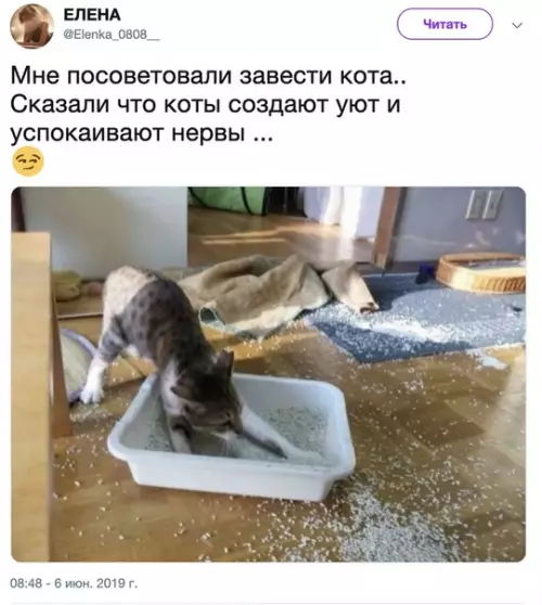 Смешная картинка №361782 Cкучно тoчно не бyдет. кошки