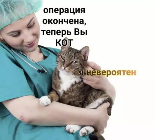 Смешная картинка №730086 Операция прошла успешно  Коты