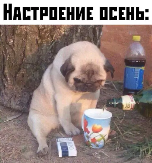 Смешная картинка №383133