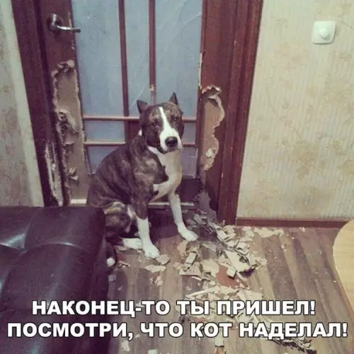 Смешная картинка №451076 А он в это время пытался спаси ситуацию