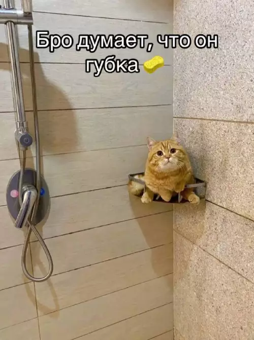 Смешная картинка №725966 Намыливай коты