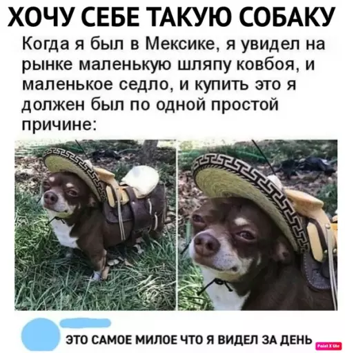 Смешная картинка №488323 Какая милашка