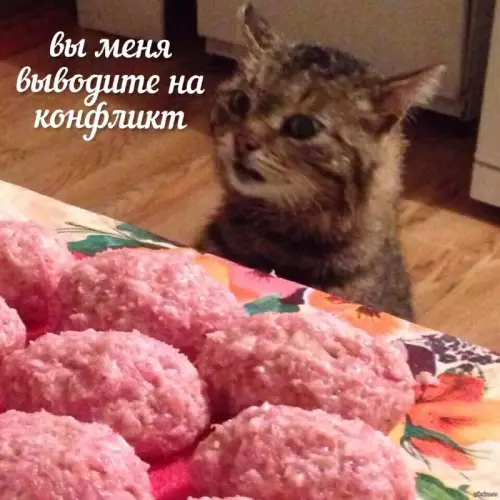Смешная картинка №740065 Провокация, очевидно коты