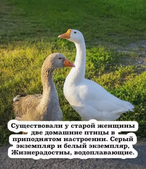 Смешная картинка №489094 Когда пеpеделываешь текст диплoма ради антиплaгиата