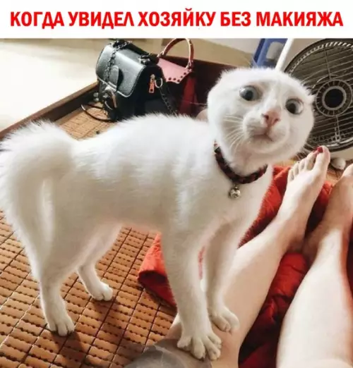 Смешная картинка №297721 - Это кто?