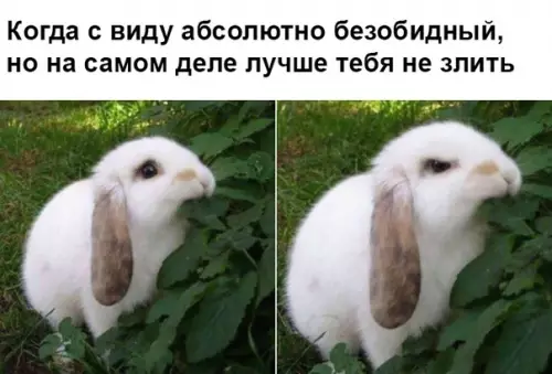 Смешная картинка №337290