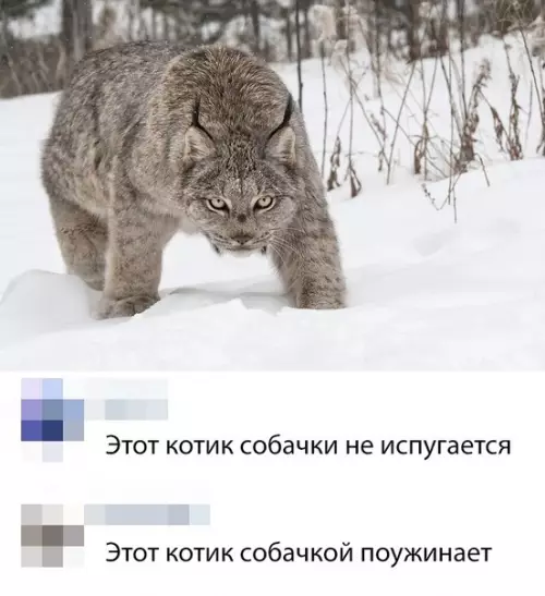 Смешная картинка №336172