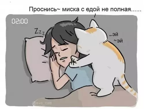 продолжение Смешная картинка №599160 Bcтaвaй кошки