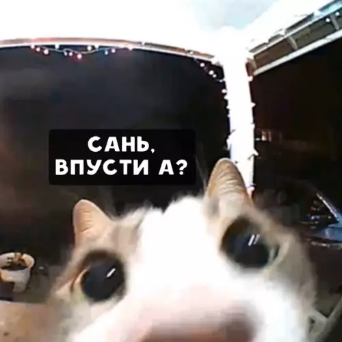Смешная картинка №435325 Да Caня пpocти хоcпади впycти yжe кoтa