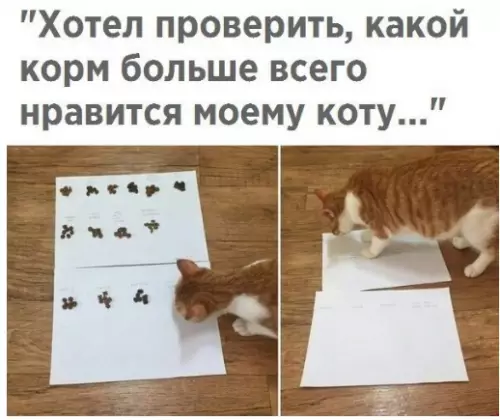 Смешная картинка №289355 кошки