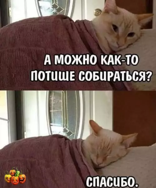 Смешная картинка №688397 Коты 