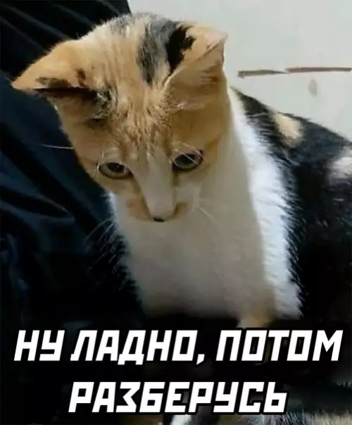 продолжение Смешная картинка №568793