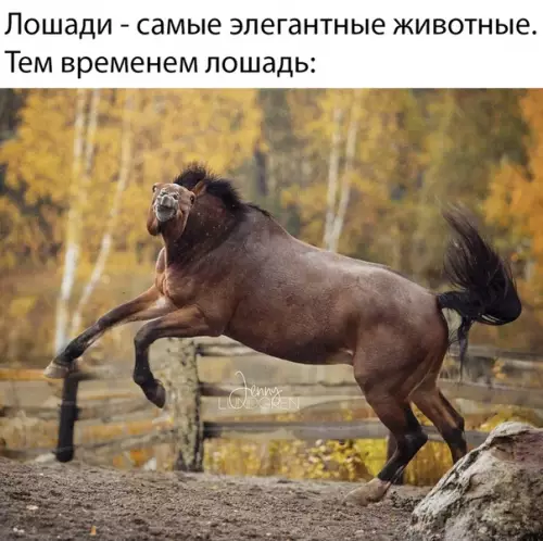 Смешная картинка №384938