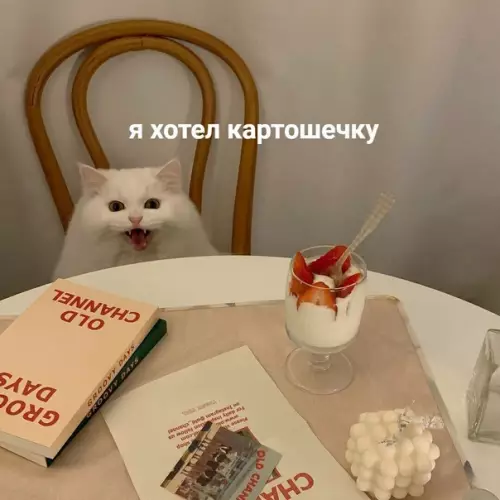 Смешная картинка №395893 Когда живёшь с немножечко привередливой особой: кошки