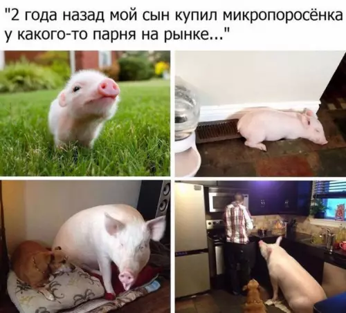 Смешная картинка №260897