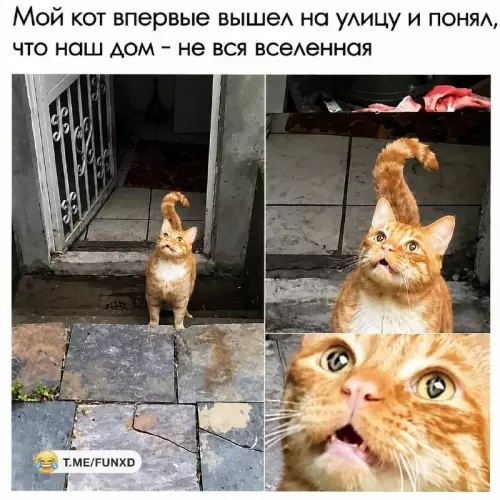 Когда вышел из зоны комфорта 🙀 - Мой кот впервые вышел на улицу и понял, что наш