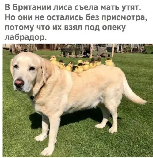 Смешная картинка №277914