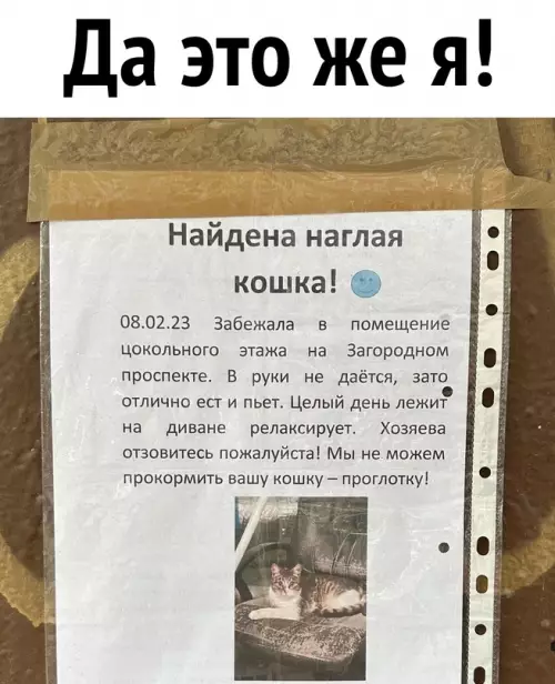 Смешная картинка №676780 С котами не всё так просто