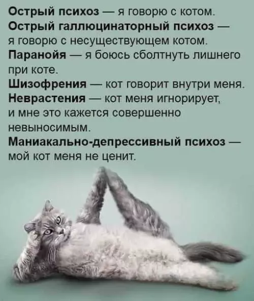 Смешная картинка №693743 котики в твоей жизни