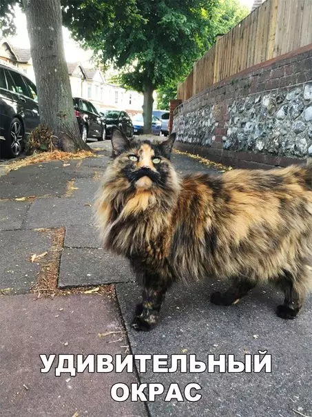 Смешная картинка №234238