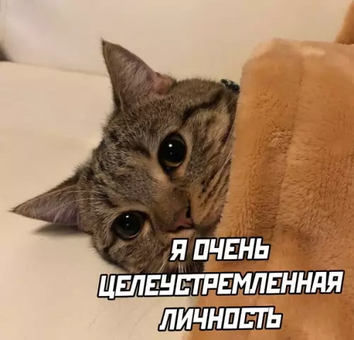 Смешная картинка №575221 коты