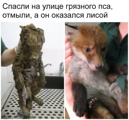 Смешная картинка №244536