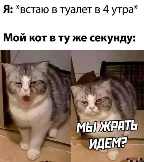 Смешная картинка №599354 коты