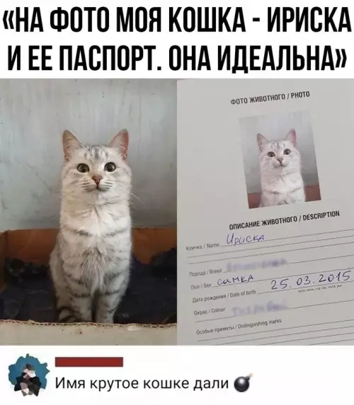 Смешная картинка №716409 Даже у кошки лучше фото в паспорте, чем у меня