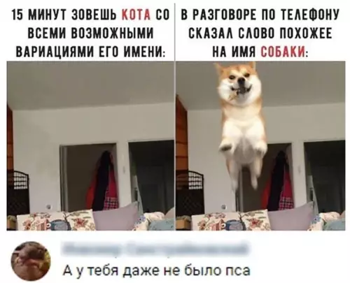 Смешная картинка №487542 разница между животными