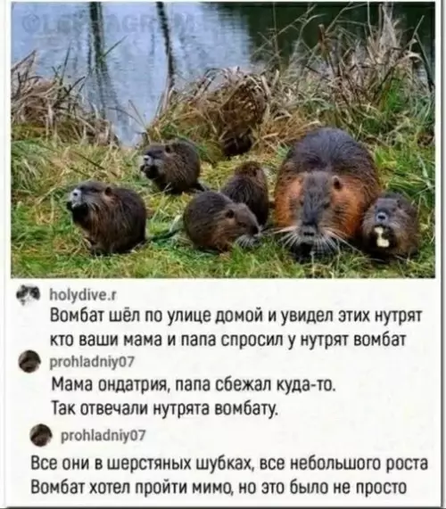 Нутряная семейка и странный вомбат 😂 - Вомбат шёл по улице домой и увидел этих нурят кто