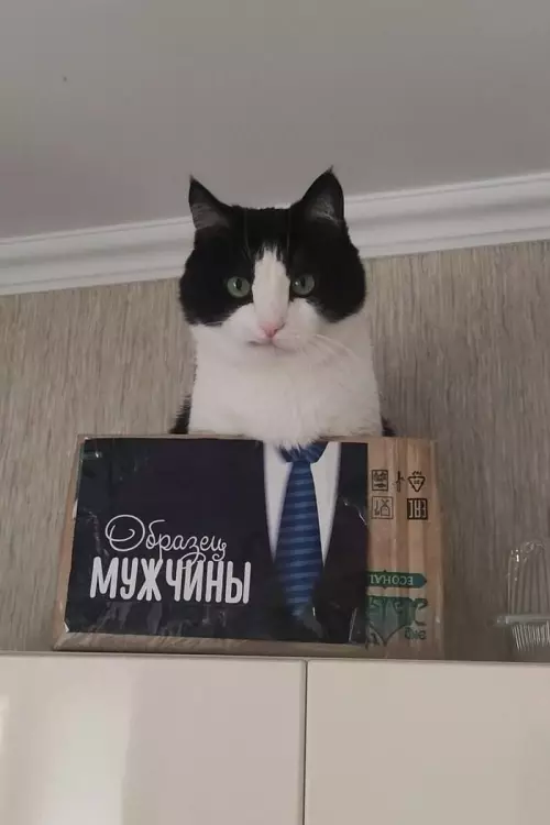 Кошка в коробке: образец мужчины
