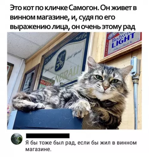 Смешная картинка №507369 коты
