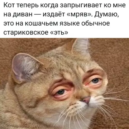 Когда кот внезапно постарел 👴🐈 - Кот теперь когда запрыгивает ко мне на диван издаёт мряв.
