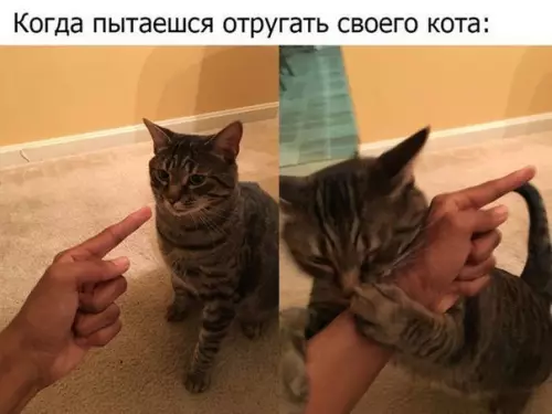 Смешная картинка №195200 коты