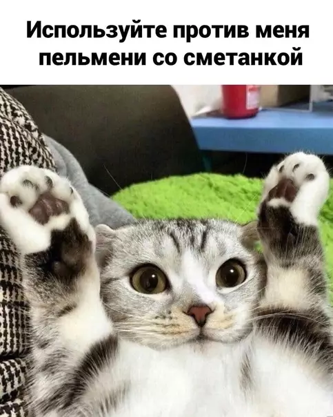 продолжение Смешная картинка №588453 Котики как всегда самые милые и самые хитрые :3 кошки