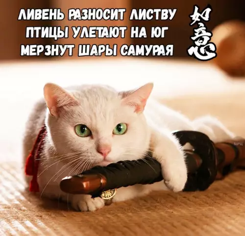 Смешная картинка №216480
