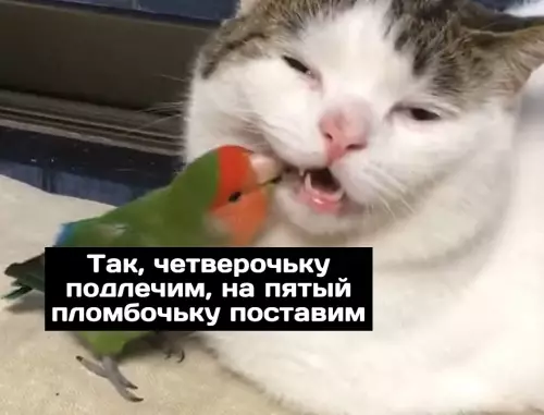 Смешная картинка №689397