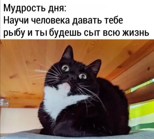 Мудрость дня от кота
