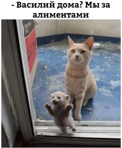 Смешная картинка №257321 кошки