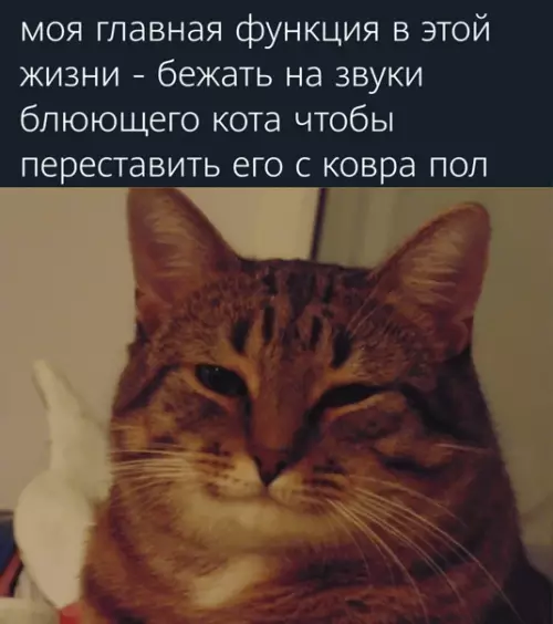 Смешная картинка №553249 Mиccия