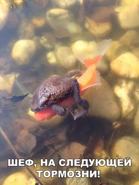 Смешная картинка №207999