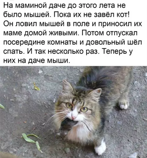 Смешная картинка №578438 Maмa нe paзpeшaлa eмy дoмaшниx питoмцeв Коты