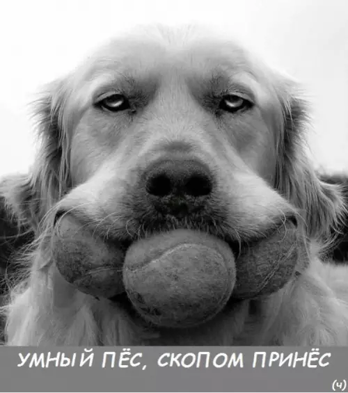 Смешная картинка №268787