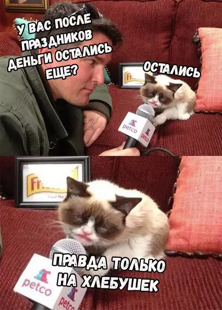 Смешная картинка №237555 котик
