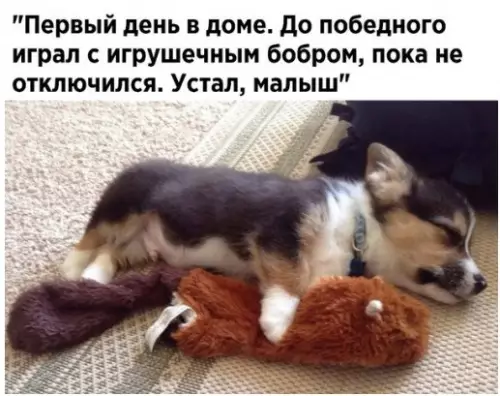 Смешная картинка №241114